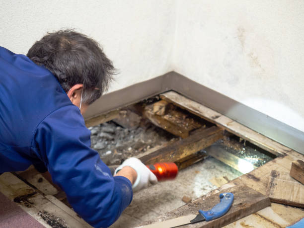 Best Local Mold Removal Service  in Centre Grove, NJ