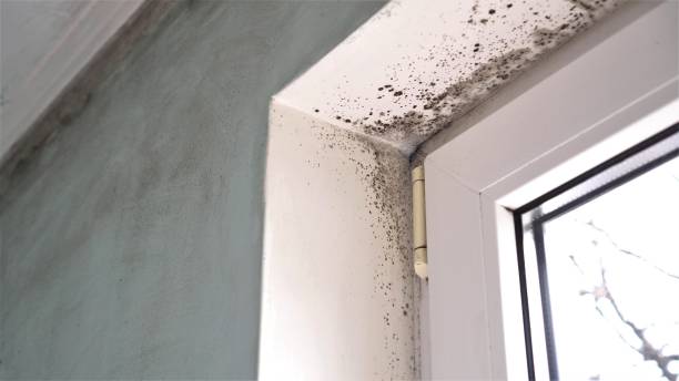 Best Crawl Space Mold Removal  in Centre Grove, NJ