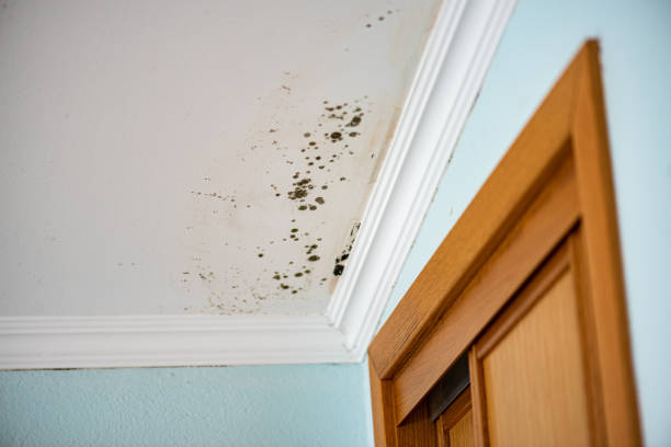 Best Residential Mold Removal  in Centre Grove, NJ