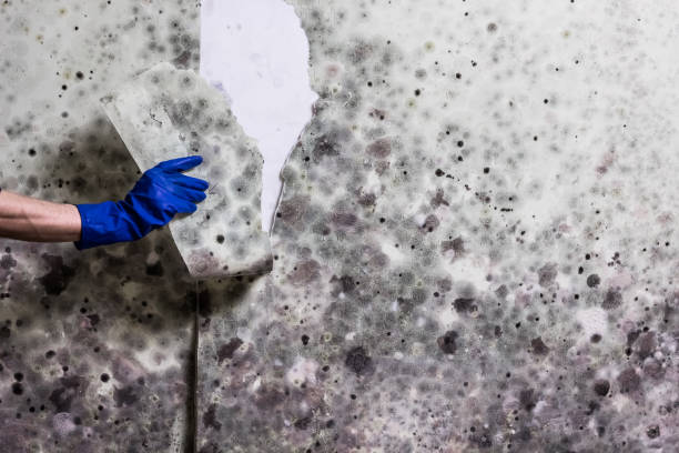 Best Mold Removal Near Me  in Centre Grove, NJ