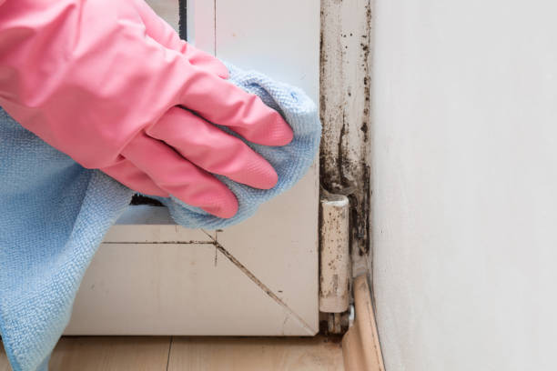 Best Office Mold Removal Services  in Centre Grove, NJ