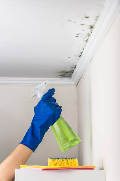 Best Commercial Mold Removal  in Centre Grove, NJ