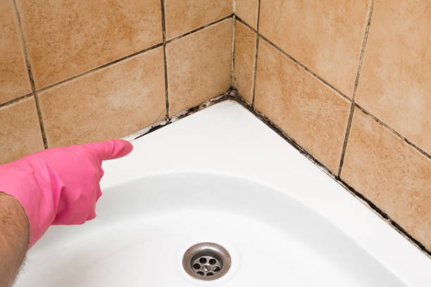 Best Mold Damage Repair  in Centre Grove, NJ