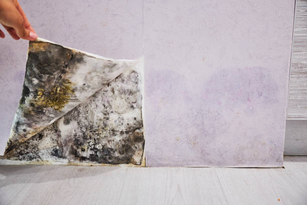 Centre Grove, NJ Mold Removal Company